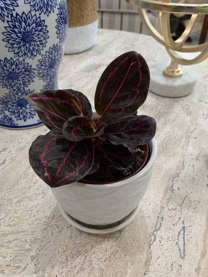 Calathea Dottie Roseopicta Pink painted Rosy plant in 4” pot