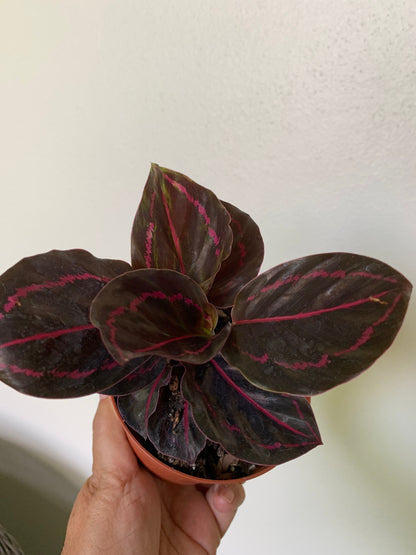 Calathea Dottie Roseopicta Pink painted Rosy plant in 4” pot