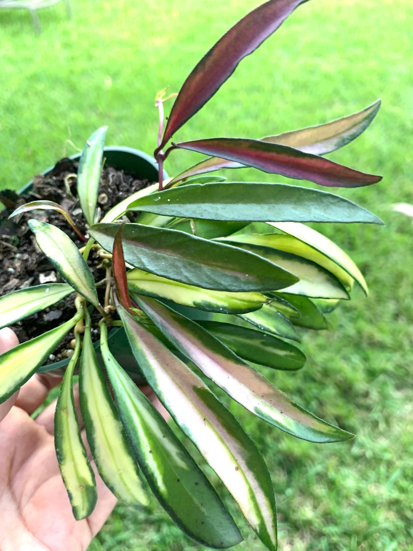 Hoya Wayetti Variegated wax plant