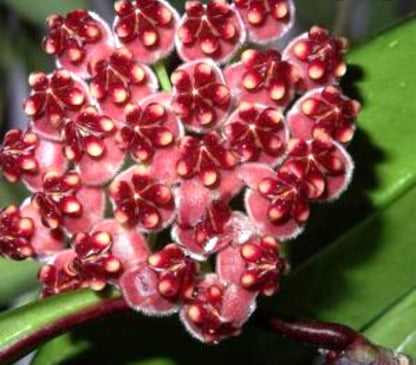 Hoya Wayetti Variegated wax plant