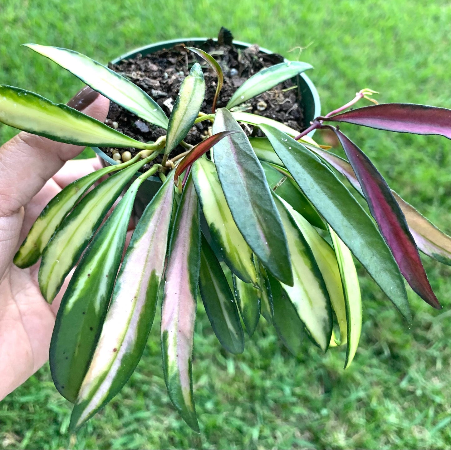 Hoya Wayetti Variegated wax plant