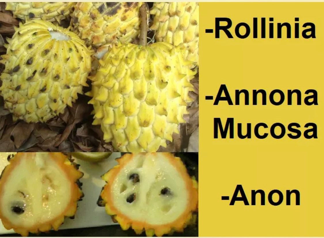 Rollinia Deliciosa Annona Rollins Mucosa Anon Tree 12-24”