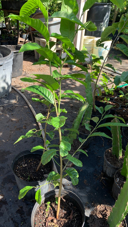 Rollinia Deliciosa Annona Rollins Mucosa Anon Tree 12-24”