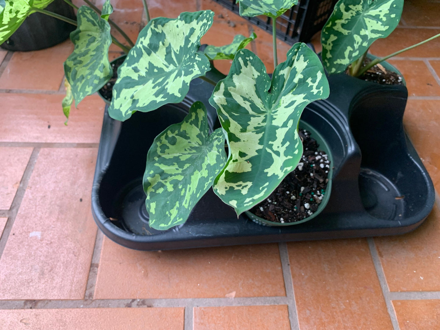 Alocasia Hilo Beauty starter plant in pot.