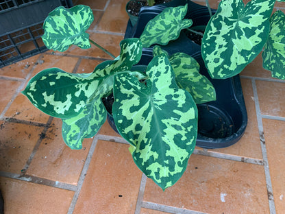 Alocasia Hilo Beauty starter plant in pot.