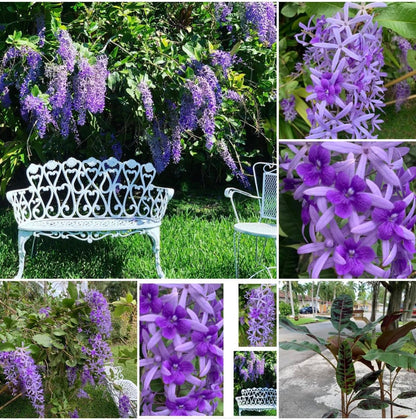 Petrea Volubis purple Queens Wreath Sandpaper vine Florida variety starter plant in a 1 gallon pot.