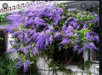 Petrea Volubis purple Queens Wreath Sandpaper vine Florida variety starter plant in a 1 gallon pot.