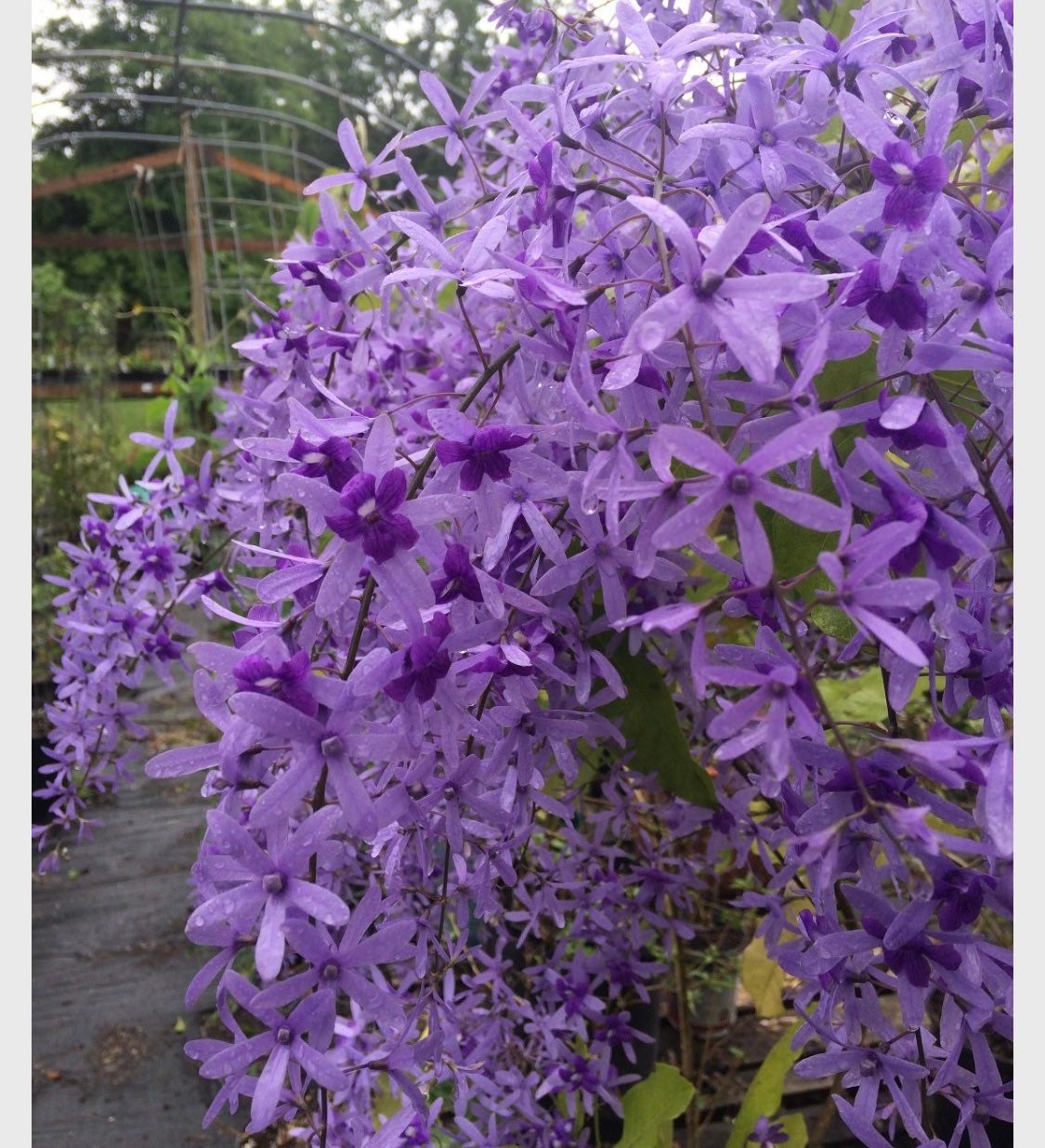 Petrea Volubis purple Queens Wreath Sandpaper vine Florida variety starter plant in a 1 gallon pot.