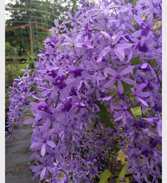 Petrea Volubis purple Queens Wreath Sandpaper vine Florida variety starter plant in a 1 gallon pot.