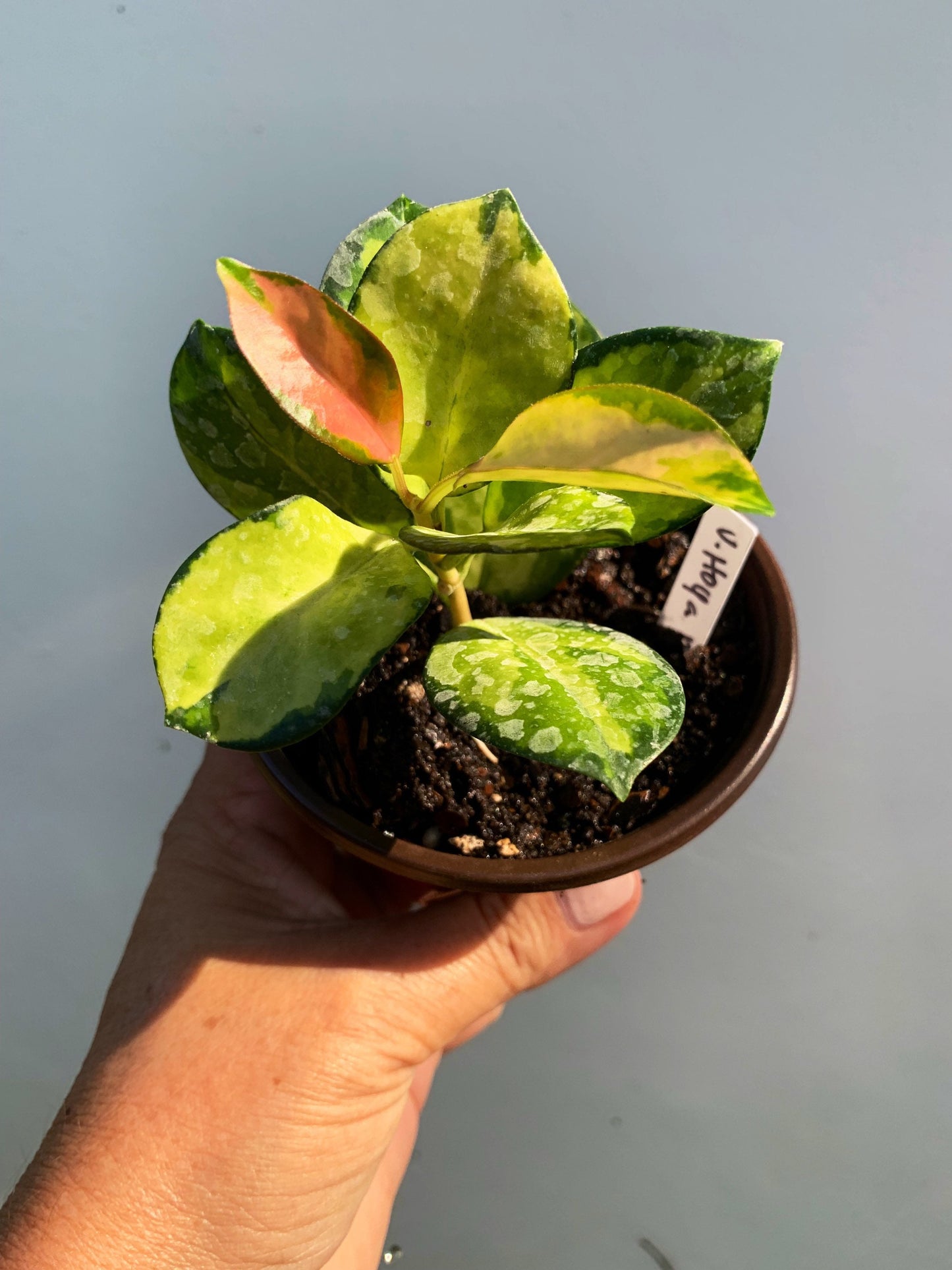 Hoya Australis Lisa Variegated leaf in 4” pot