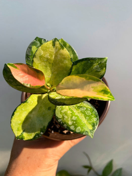 Hoya Australis Lisa Variegated leaf in 4” pot