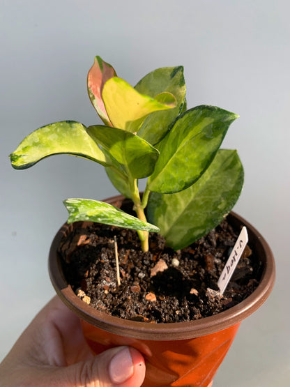 Hoya Australis Lisa Variegated leaf in 4” pot