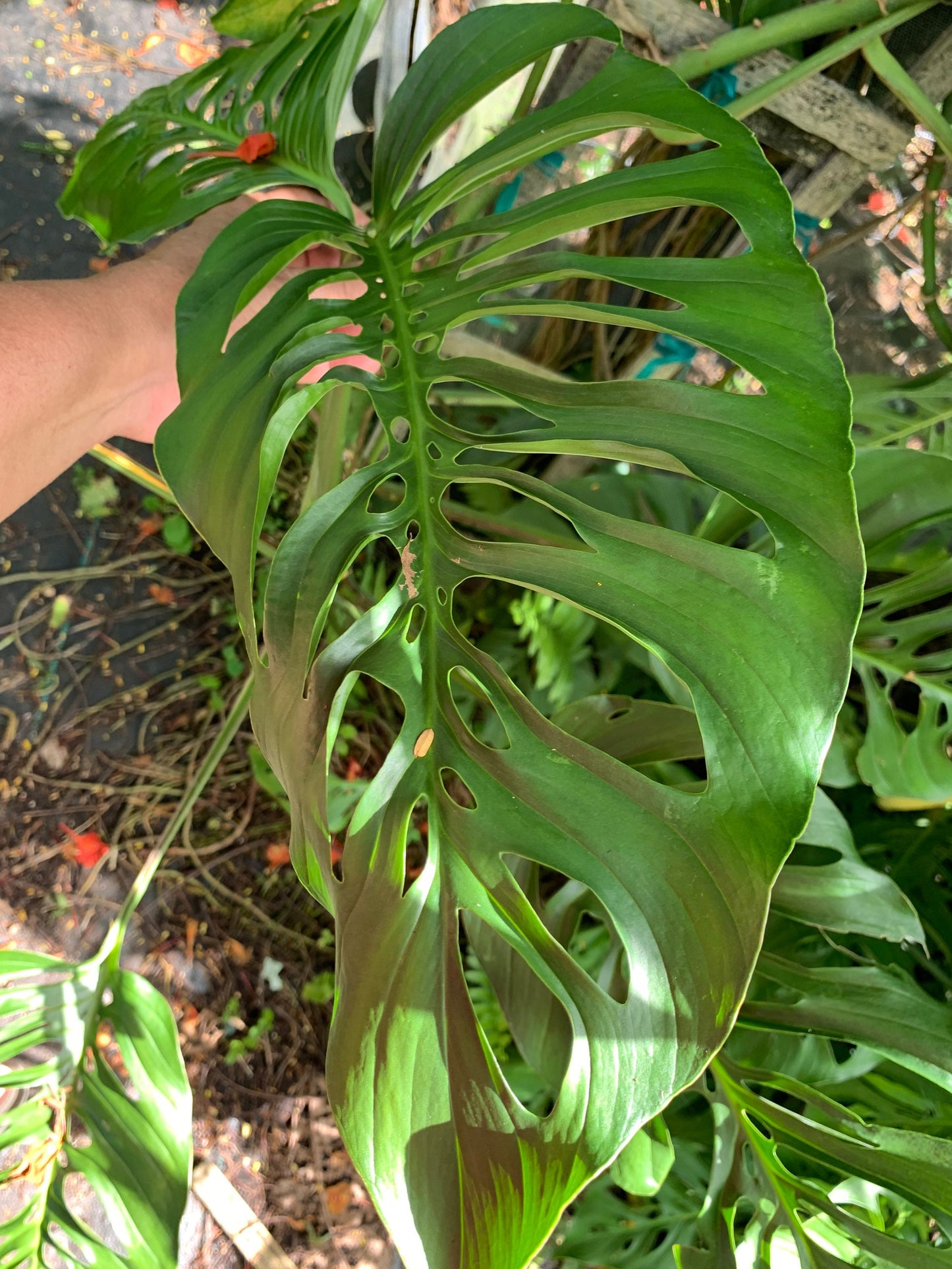 Monstera Laniata starter plant in 6” pot fully rooted. Adansonii species.