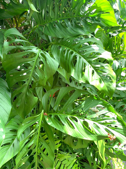 Monstera Laniata starter plant in 6” pot fully rooted. Adansonii species.