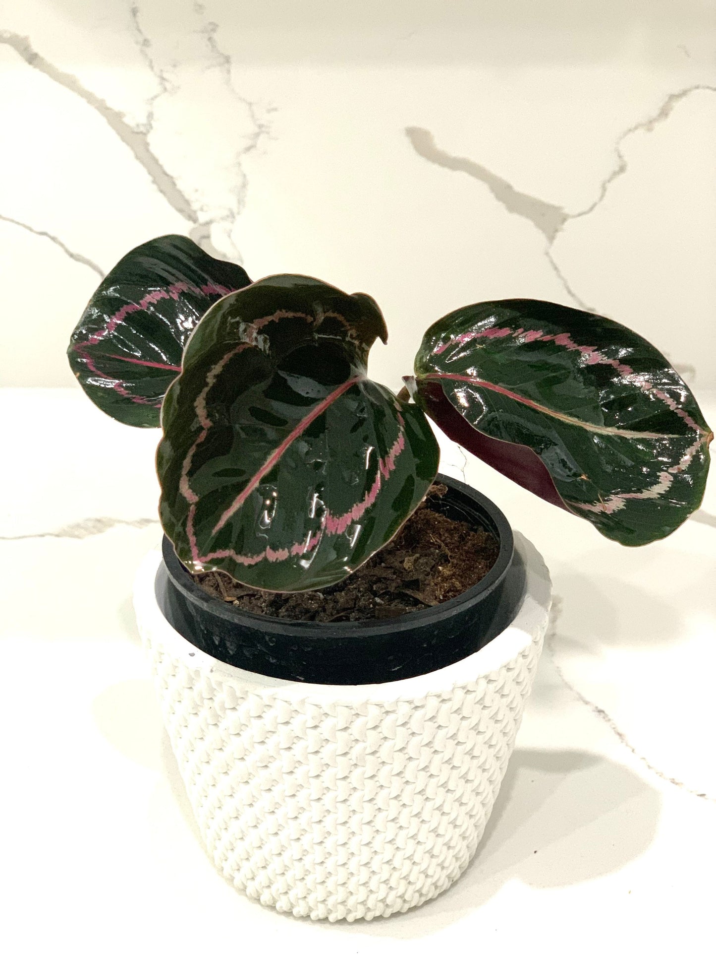 Calathea Jungle Rose Roseopicta Illustris Prayer plant in 4” pot