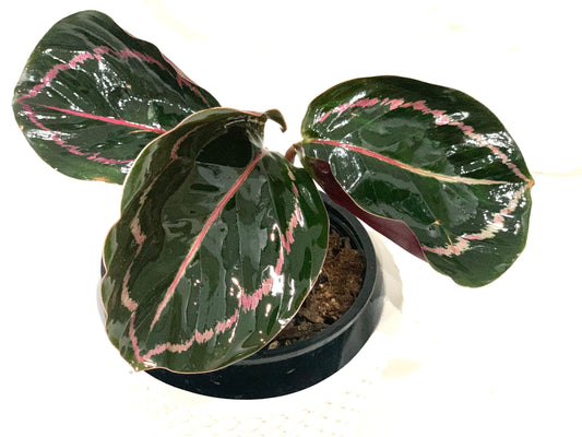 Calathea Jungle Rose Roseopicta Illustris Prayer plant in 4” pot