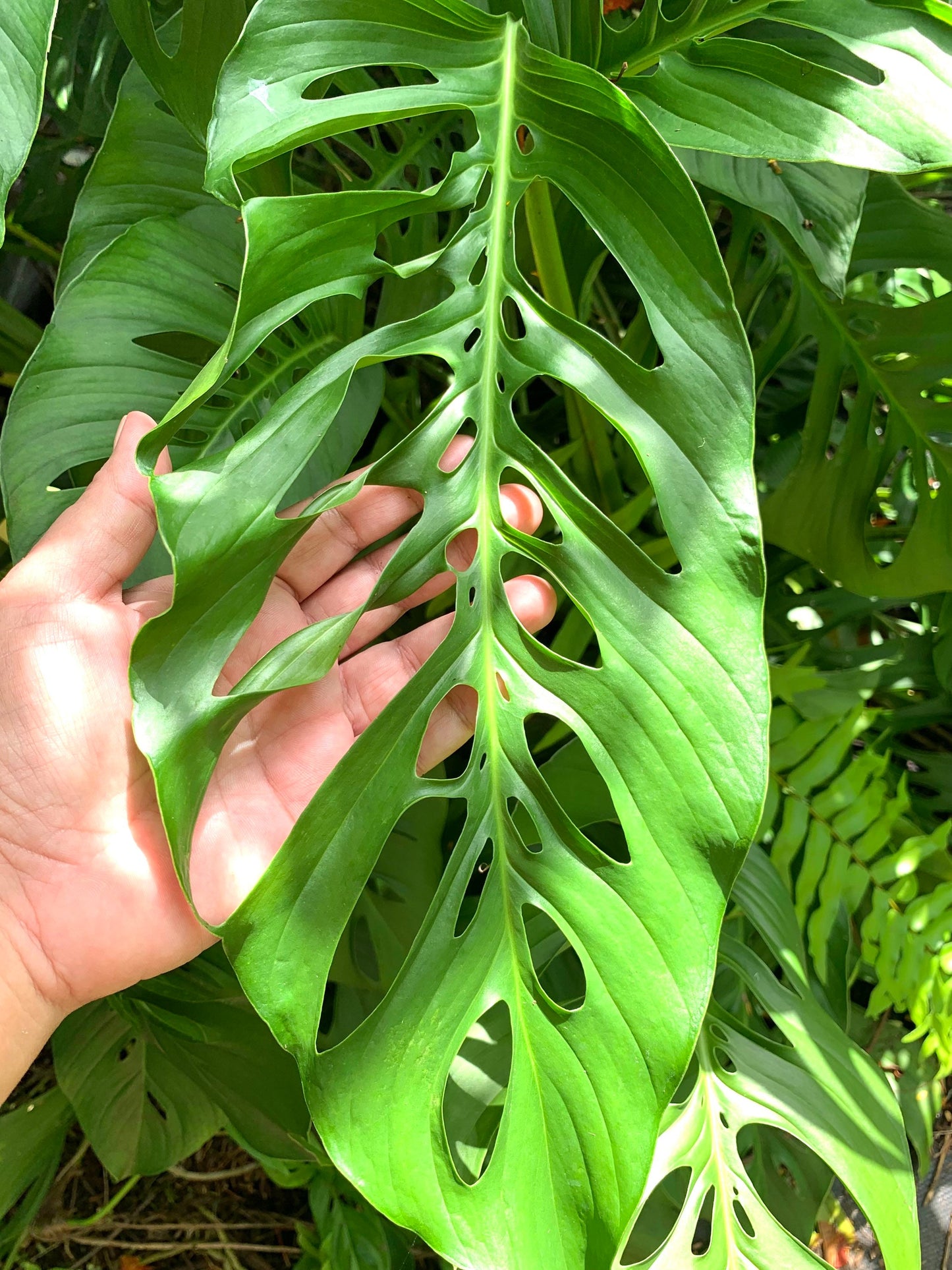 Monstera Laniata starter plant in 6” pot fully rooted. Adansonii species.