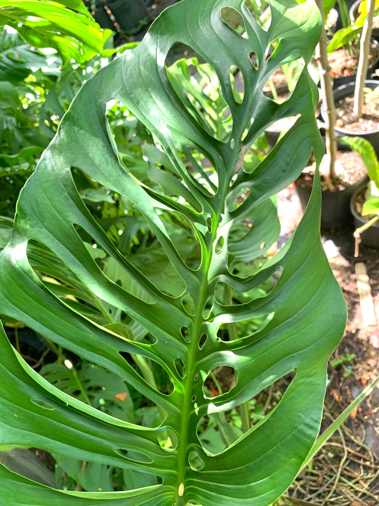 Monstera Laniata starter plant in 6” pot fully rooted. Adansonii species.