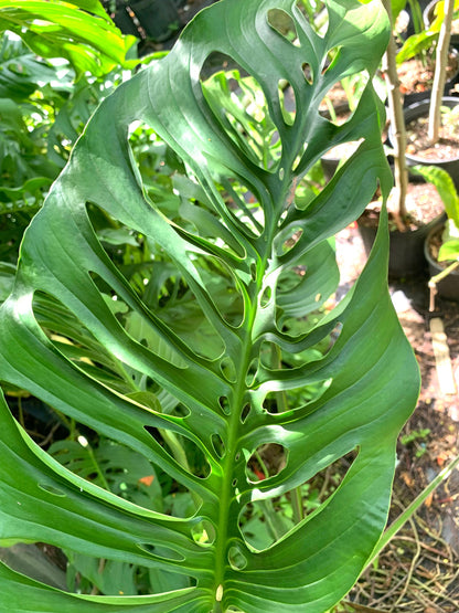 Monstera Laniata starter plant in 6” pot fully rooted. Adansonii species.