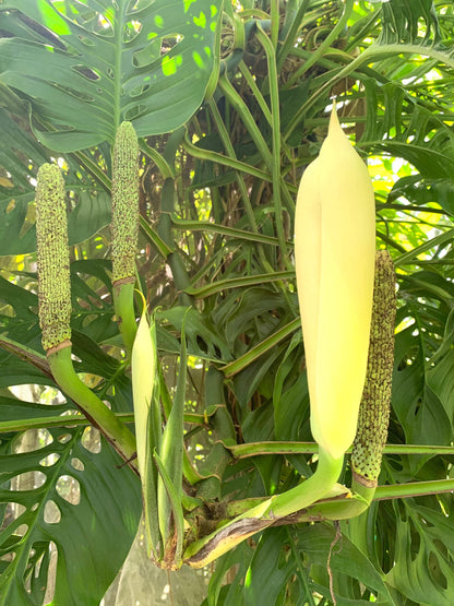 Monstera Laniata starter plant in 6” pot fully rooted. Adansonii species.