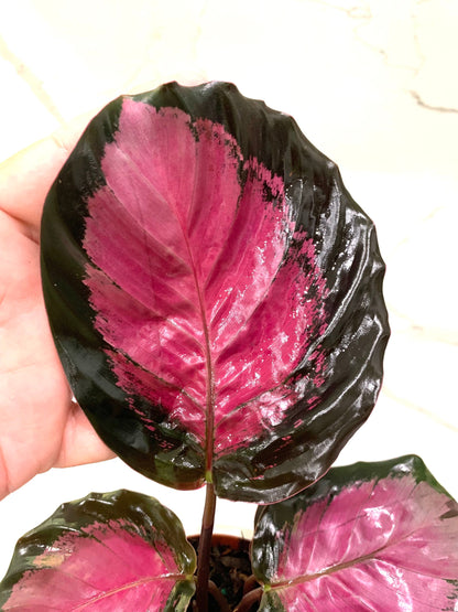 Calathea Picturata crimson Roseopicta Rosy Purple Hot Pink plant in pot