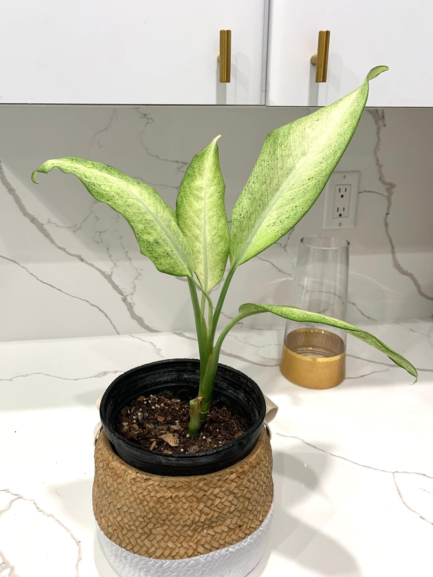 Dieffenbachia Camouflage Dumbcane starter plant in pot with soil