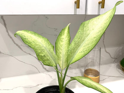 Dieffenbachia Camouflage Dumbcane starter plant in pot with soil