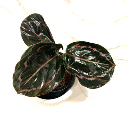 Calathea Jungle Rose Roseopicta Illustris Prayer plant in 4” pot