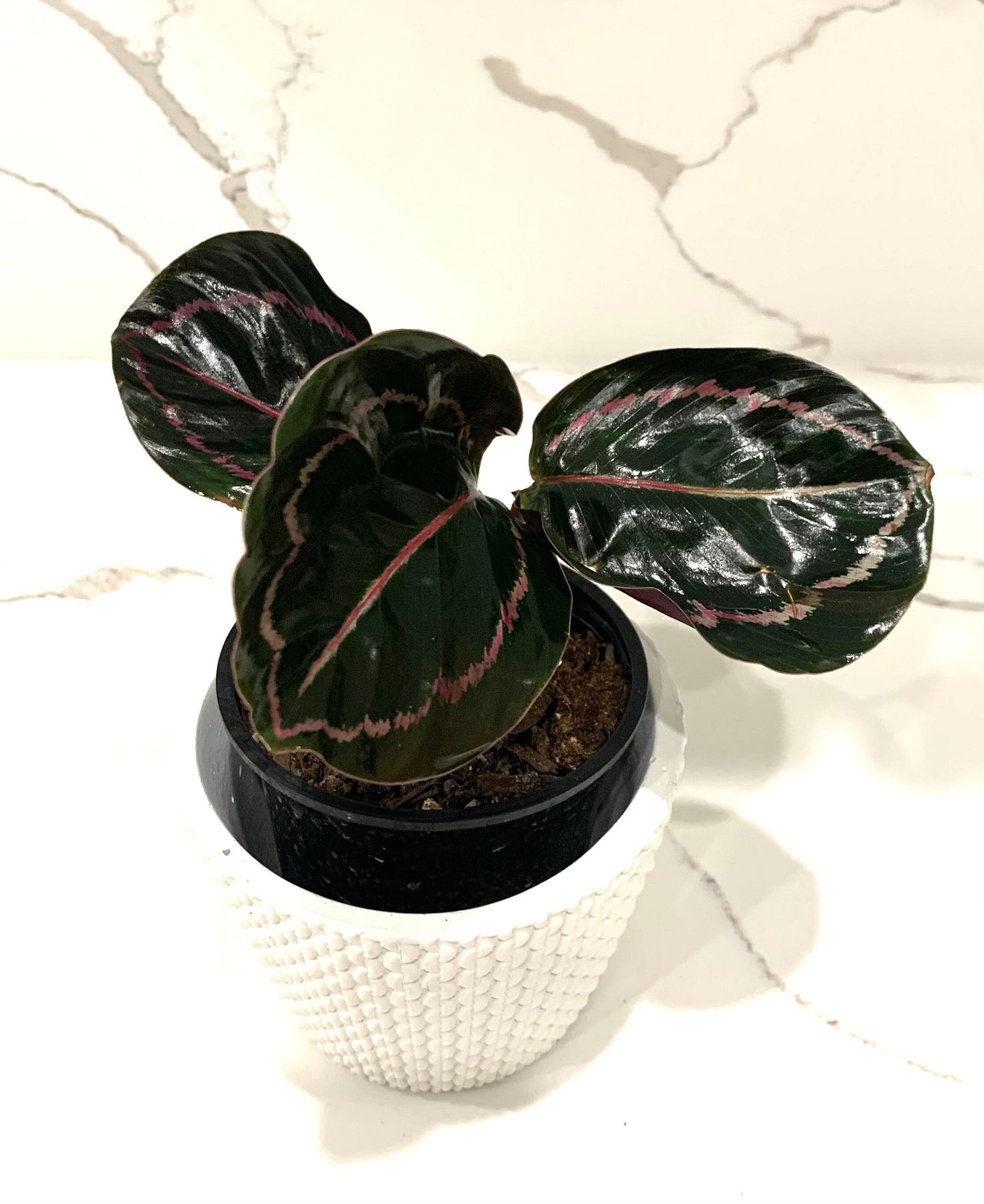 Calathea Jungle Rose Roseopicta Illustris Prayer plant in 4” pot