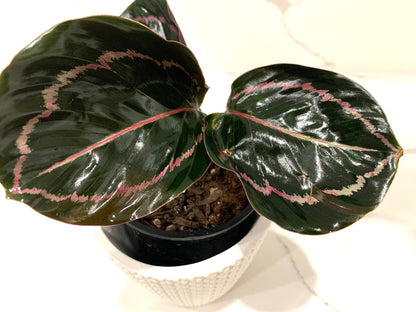 Calathea Jungle Rose Roseopicta Illustris Prayer plant in 4” pot