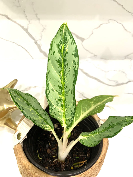 Aglaonema White Rain Chinese Evergreen Variegated starter plant in pot