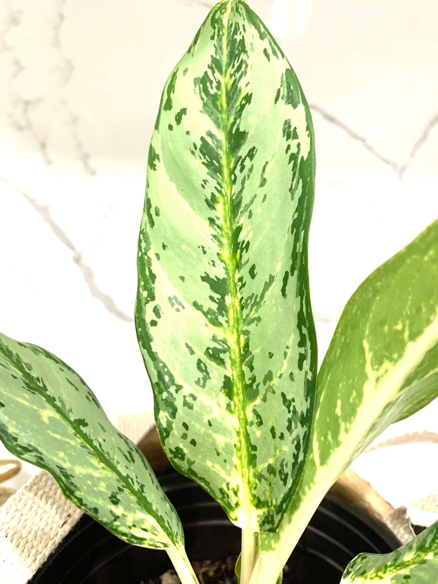 Aglaonema White Rain Chinese Evergreen Variegated starter plant in pot