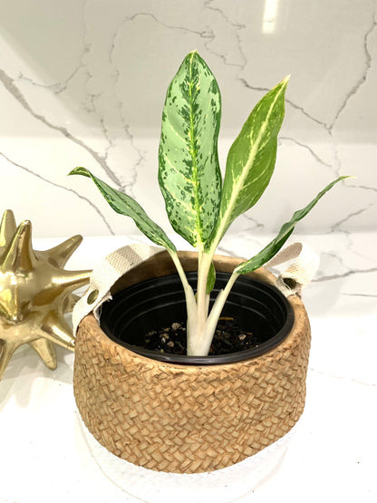 Aglaonema White Rain Chinese Evergreen Variegated starter plant in pot