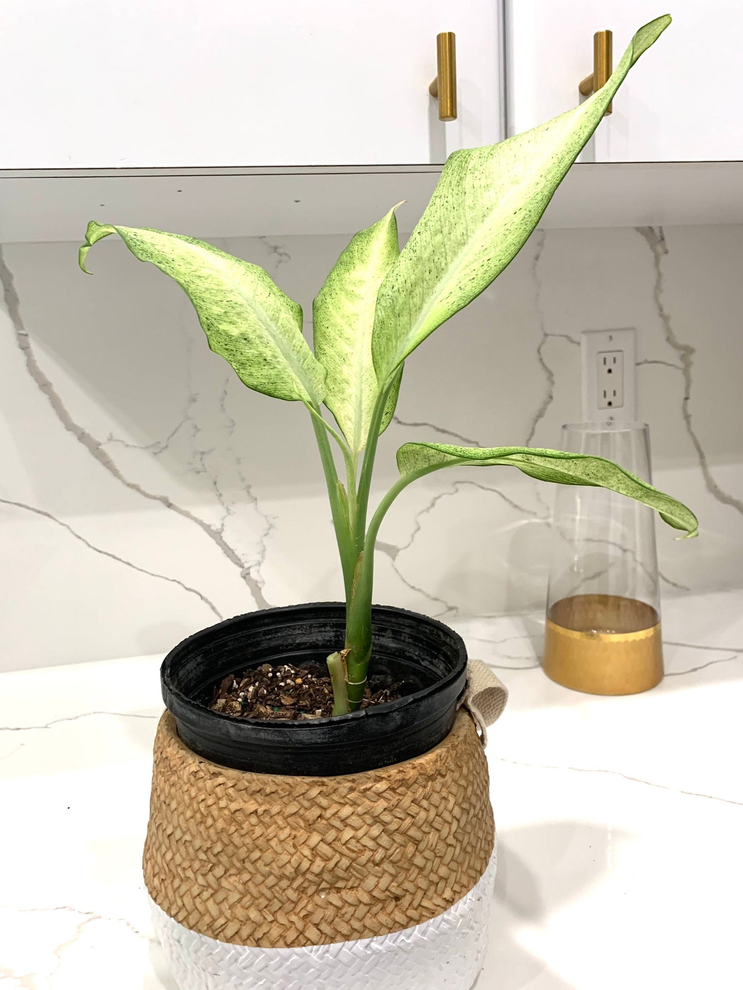 Dieffenbachia Camouflage Dumbcane starter plant in pot with soil