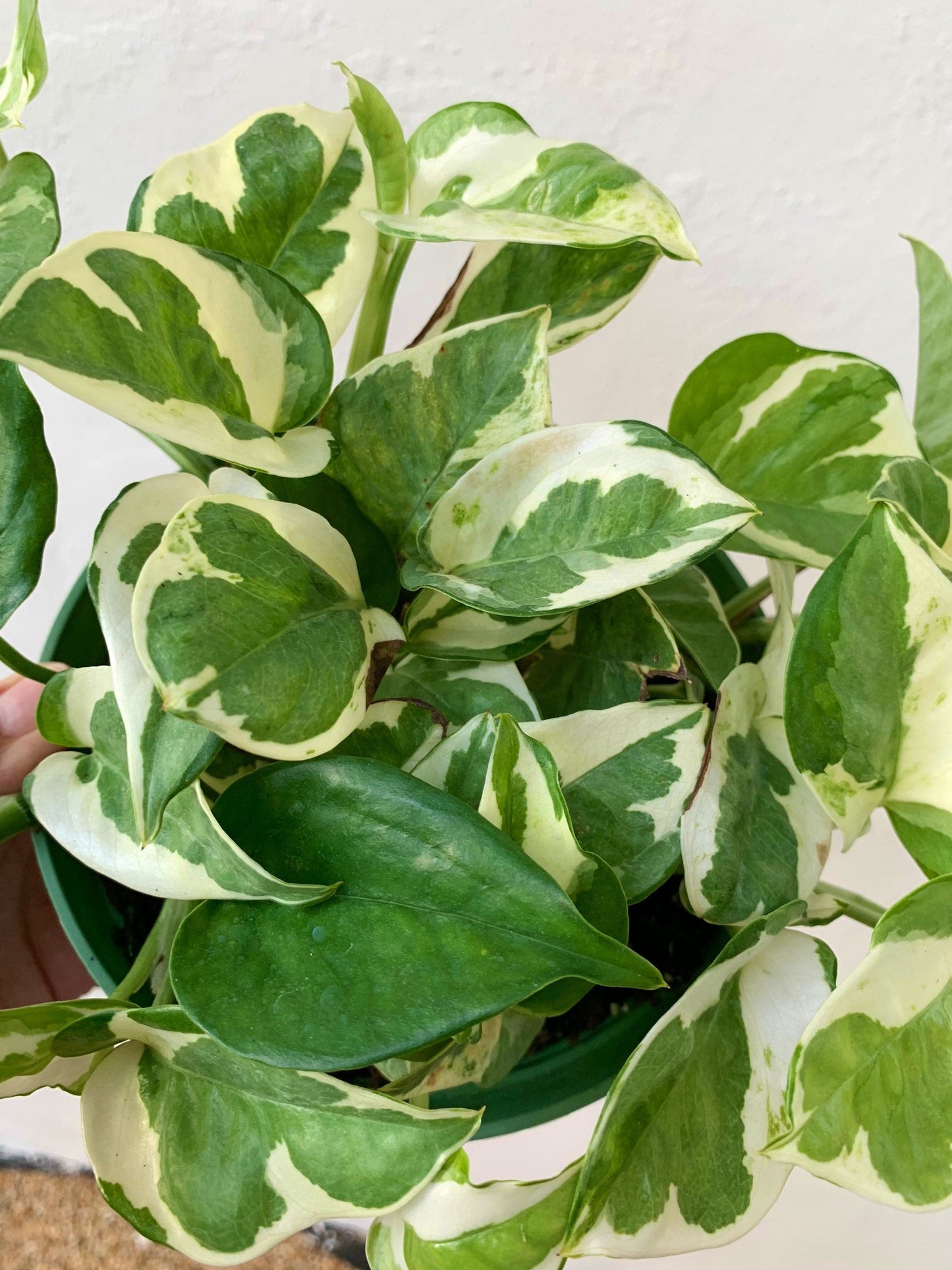 Njoy Pothos plant Pearls n Jade full plant.