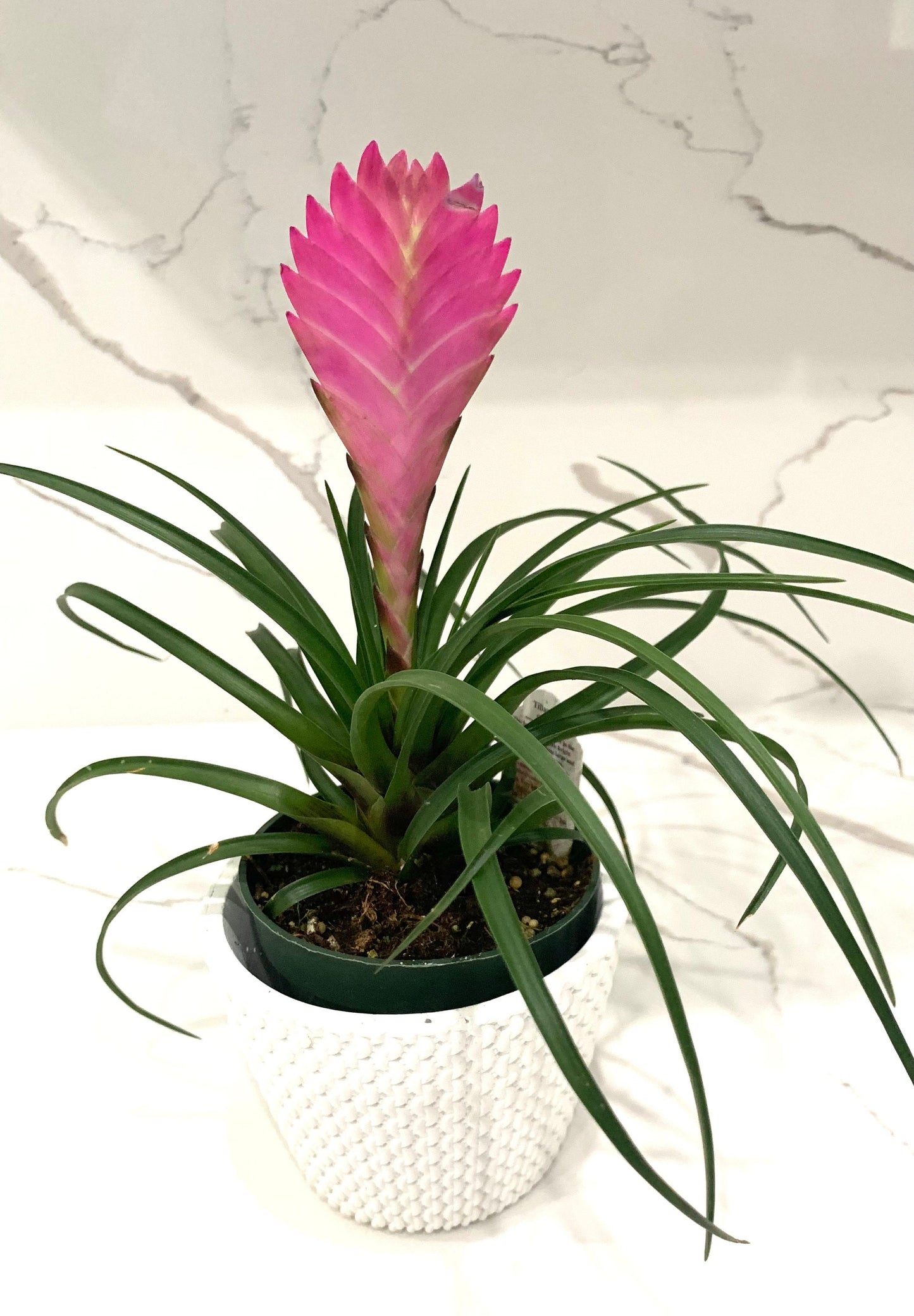 Tillandsia Cyanea bromeliad Pink Quill Air plant Wallisia plant in 4” pot