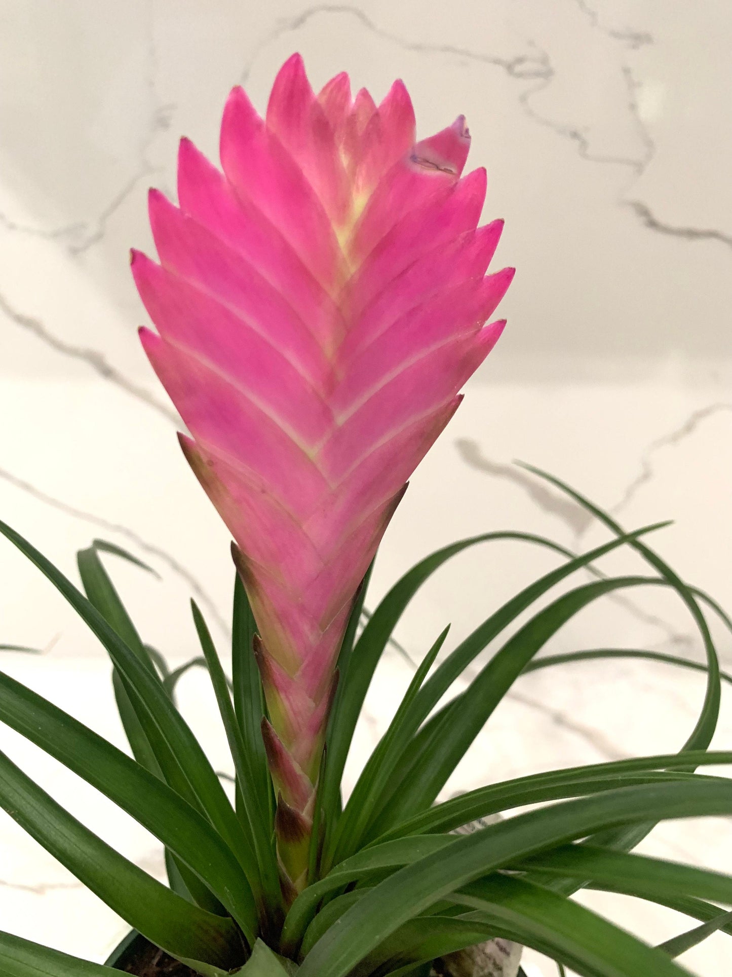 Tillandsia Cyanea bromeliad Pink Quill Air plant Wallisia plant in 4” pot