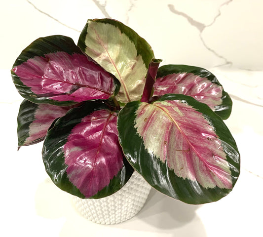 Calathea Rosie Rosey Crimson Roseopicta Prayer plant in pot