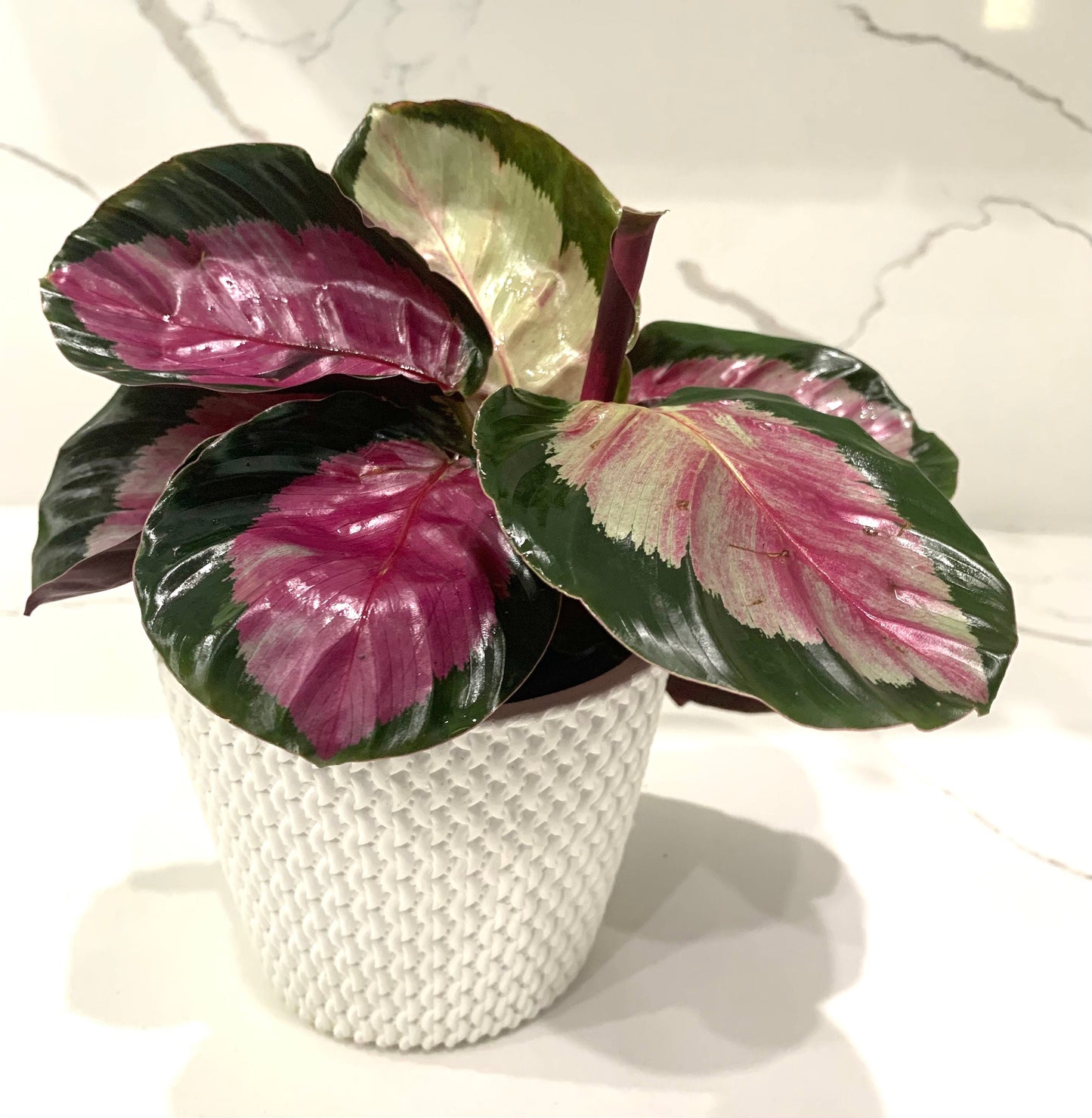 Calathea Rosie Rosey Crimson Roseopicta Prayer plant in pot