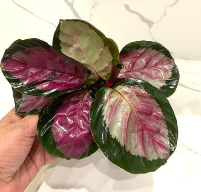 Calathea Rosie Rosey Crimson Roseopicta Prayer plant in pot