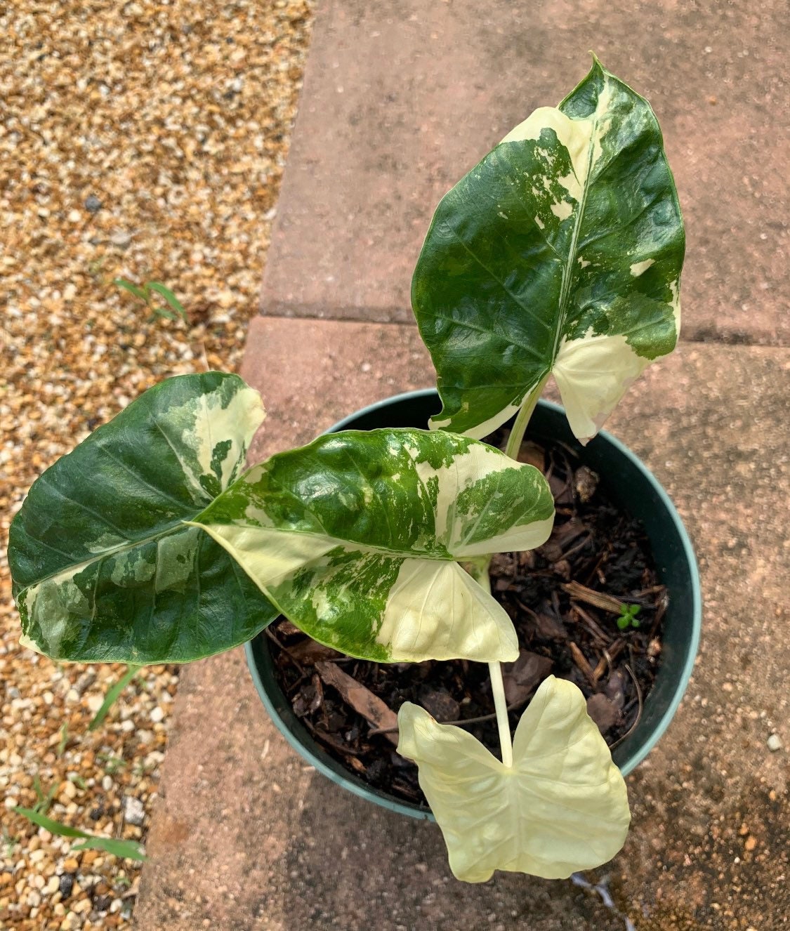 Alocasia Macrorrhiza variegated young plant in 6” pot