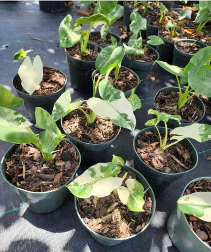 Alocasia Macrorrhiza variegated young plant in 6” pot