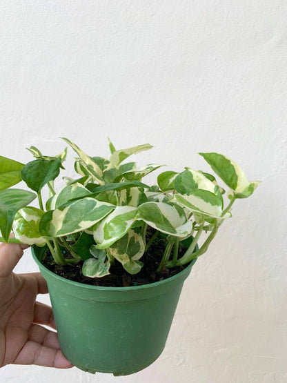 Njoy Pothos plant Pearls n Jade full plant.