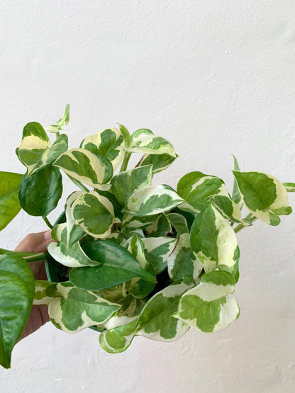 Njoy Pothos plant Pearls n Jade full plant.