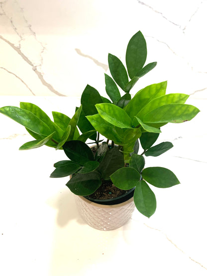 ZZ plant Zamiifolia Zamioculcas green plant in pot