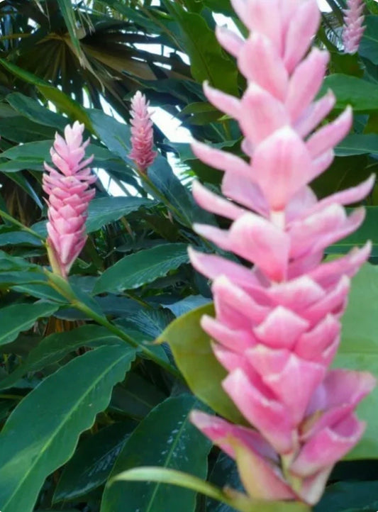 Rare Light Pink Ginger Alpinia Purpurata live starter plant in pot with soil.