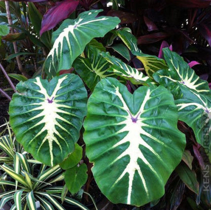 Colocasia White Lava Esculenta Elephant Er young starter plant live in pot