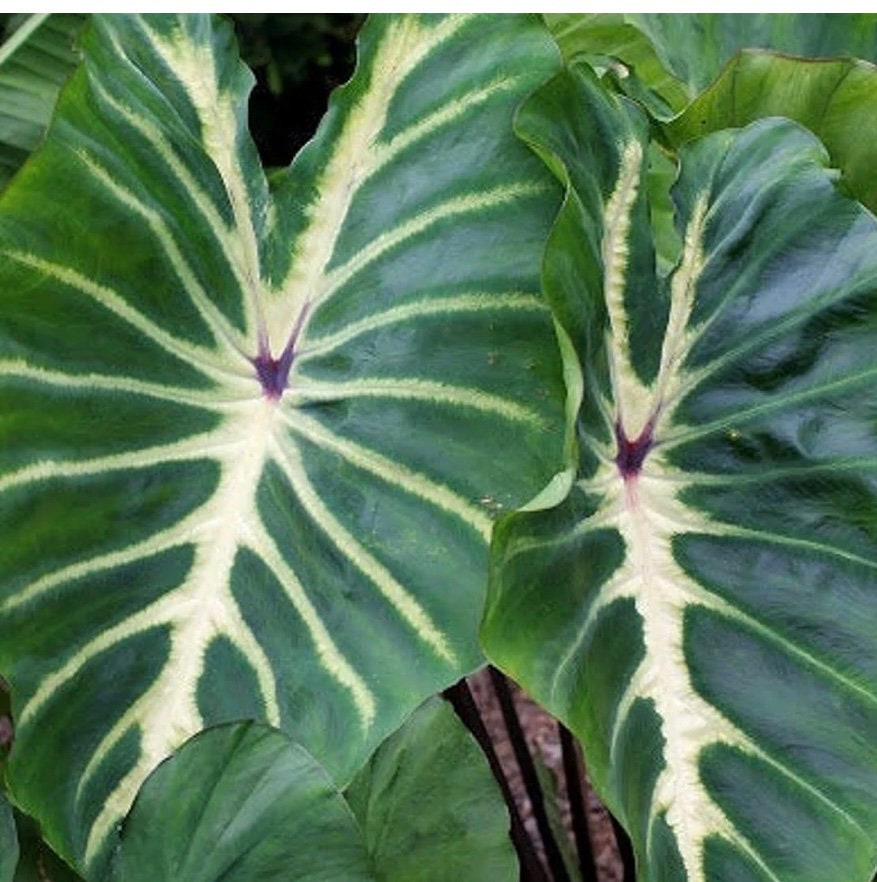 Colocasia White Lava Esculenta Elephant Er young starter plant live in pot