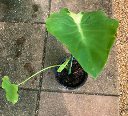 Colocasia White Lava Esculenta Elephant Er young starter plant live in pot