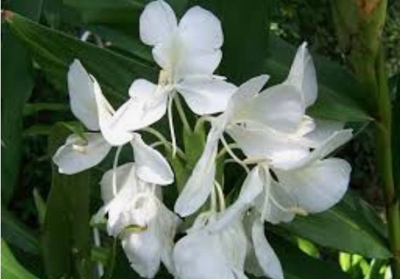 Hedychium White Butterfly Lily Fragrant Ginger rhizome.